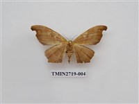 藏品(尺蛾270)的圖片